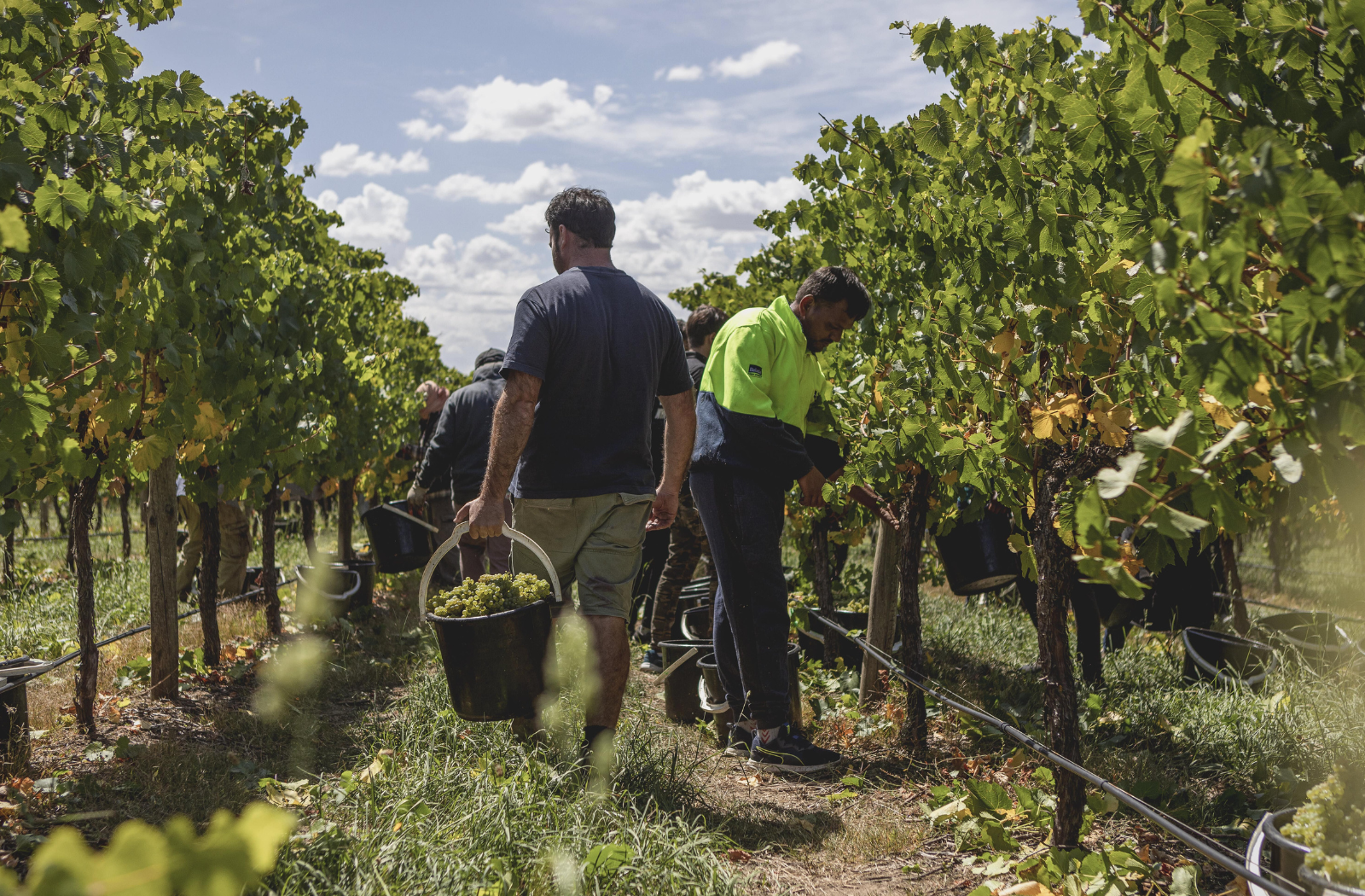 Winemaker and workers in the vineyards picking grapes