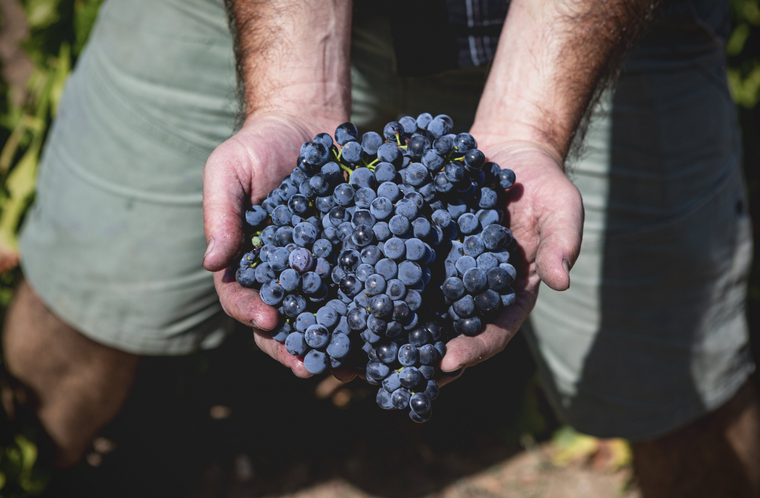 Alan Varney holding grapes in the vineyard.