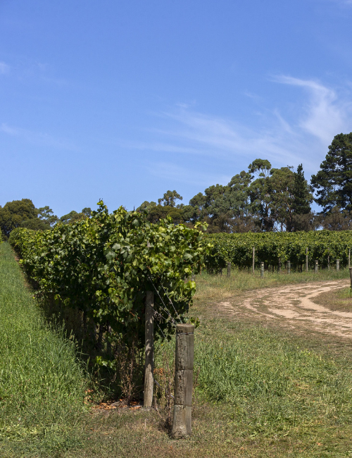 Vineyards with grapes used in Varney Wines