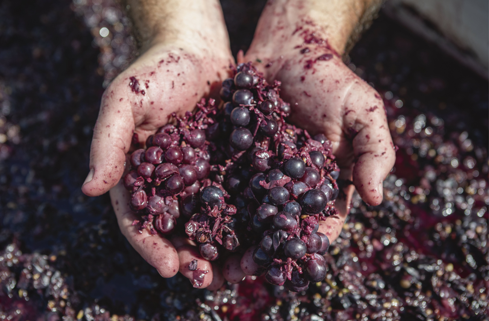 Winemakers hands in big box of grenache grapes